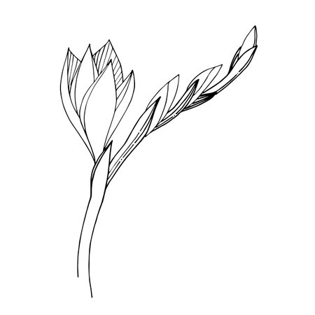 フリージアの写真 イラスト素材一覧 13 666件 ストックフォトのamanaimages Plus