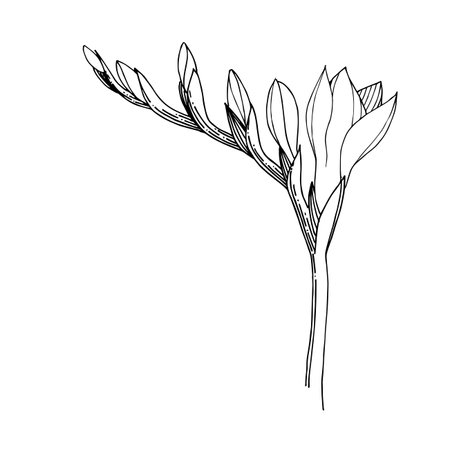 フリージアの写真 イラスト素材一覧 13 666件 ストックフォトのamanaimages Plus