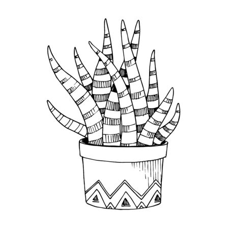 Vector Cacti floral botanical flowers. Black and white engraved ink art. Isolated cactus illustration element.のイラスト素材