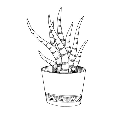 Vector Cacti floral botanical flowers. Black and white engraved ink art. Isolated cactus illustration element.のイラスト素材