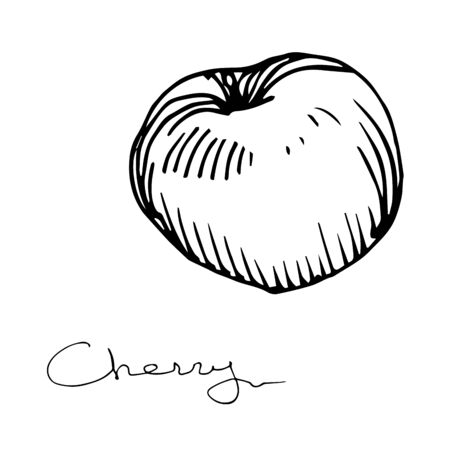 Vector Cherry healthy food. Black and white engraved ink art. Isolated berry illustration element.のイラスト素材