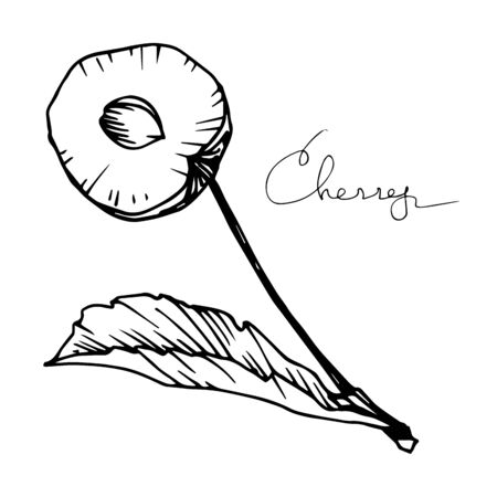 Vector Cherry healthy food. Black and white engraved ink art. Isolated berry illustration element.のイラスト素材