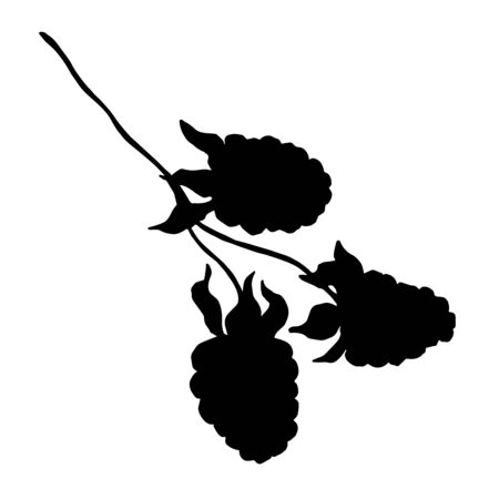 Blackberry healthy food. Black and white engraved ink art. Isolated blackberry illustration element.のイラスト素材