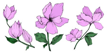 Vector Magnolia floral botanical flowers. Black and white engraved ink art. Isolated magnolia illustration element.のイラスト素材