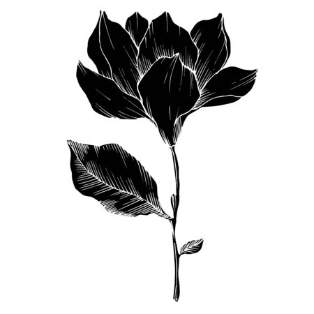 Vector Magnolia floral botanical flowers. Black and white engraved ink art. Isolated magnolia illustration element.のイラスト素材