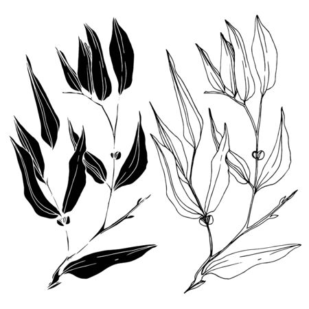 Vector Eucalyptus tree leaves. Black and white engraved ink art. Isolated eucalyptus illustration element.のイラスト素材