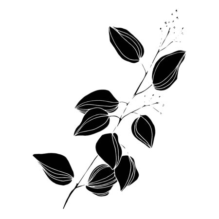 Vector Eucalyptus tree leaves. Black and white engraved ink art. Isolated eucalyptus illustration element.のイラスト素材