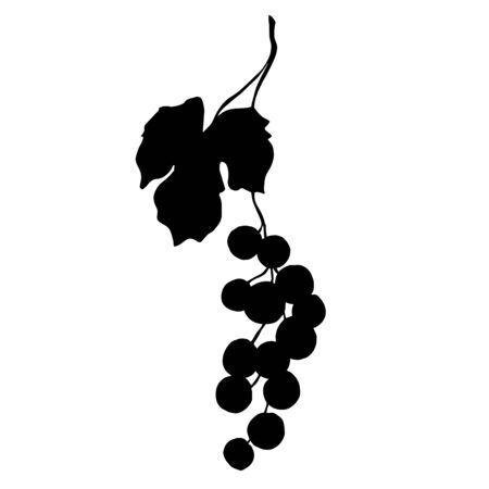 Vector Grape berry healthy food. Black and white engraved ink art. Isolated grapes illustration element.のイラスト素材