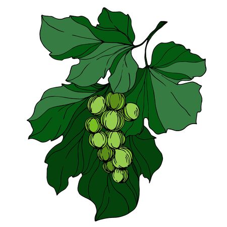 Vector Grape berry healthy food. Black and white engraved ink art. Isolated grape illustration element.のイラスト素材