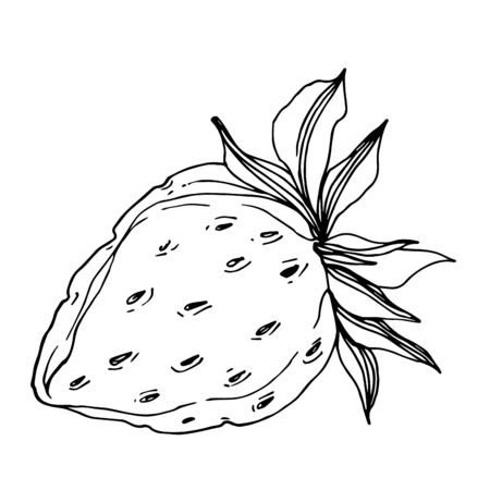 Vector strawberry fresh berry healthy food. Black and white engraved ink art. Isolated strawberry illustration element.のイラスト素材