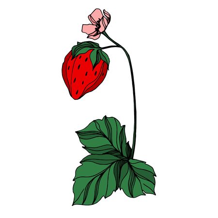 Vector strawberry fresh berry healthy food. Black and white engraved ink art. Isolated strawberry illustration element.のイラスト素材