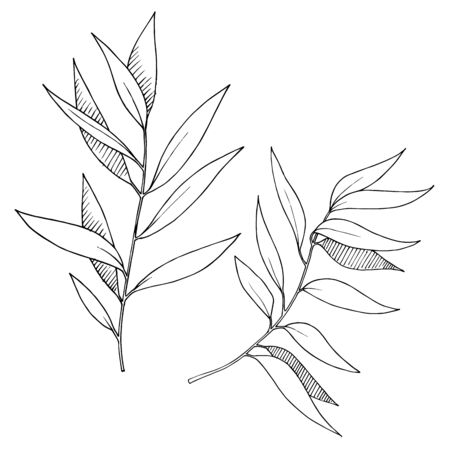 Vector Eucalyptus leaves branch. Black and white engraved ink art. Isolated branches illustration element.のイラスト素材