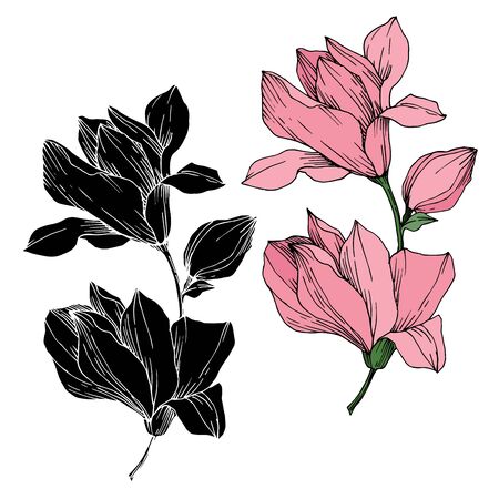 Vector Magnolia floral botanical flowers. Black and white engraved ink art. Isolated magnolia illustration element.のイラスト素材