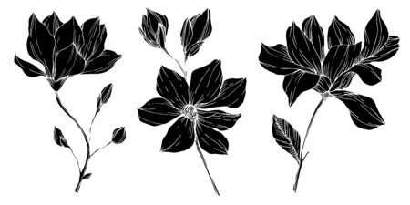 Vector Magnolia floral botanical flowers. Black and white engraved ink art. Isolated magnolia illustration element.のイラスト素材