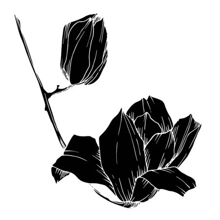 Vector Magnolia floral botanical flowers. Black and white engraved ink art. Isolated magnolia illustration element.のイラスト素材