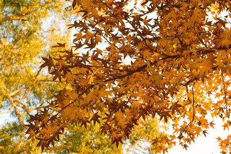autumn leaves