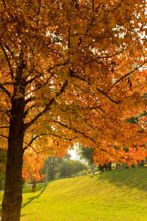 autumn sceneryの写真素材