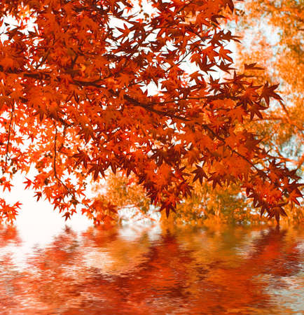 autumn leaves reflecting in waterの写真素材