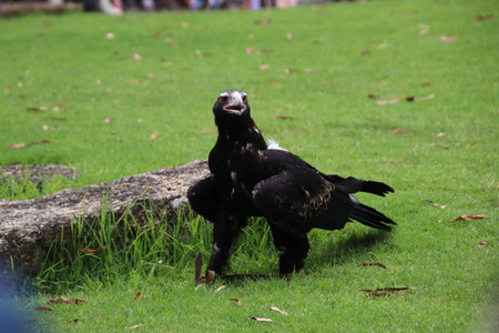 Australian eagle