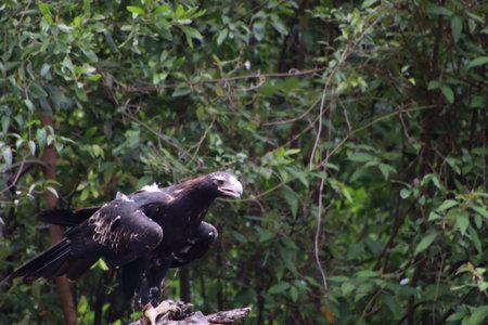 Australian largest eagle