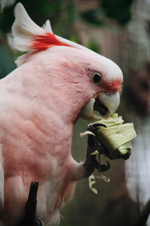 Cockatoo is eating a banana in the zoo, Healsville Snactuary, Victoria, Australiaの写真素材