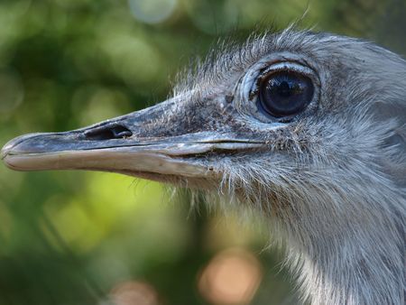 Ostrich in the Wrocław zoo, Polandの写真素材
