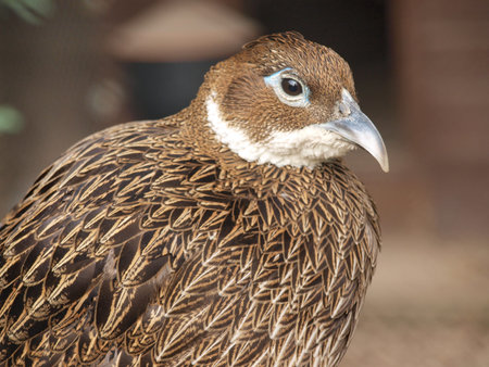 The Himalayan Monal Pheasant