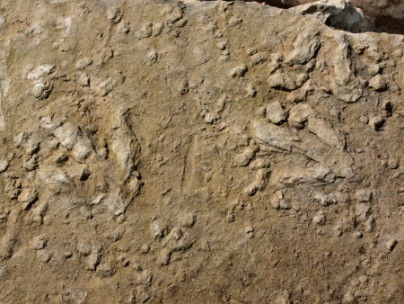 Tracks of a dinosaur found in Baltow, Polandの写真素材