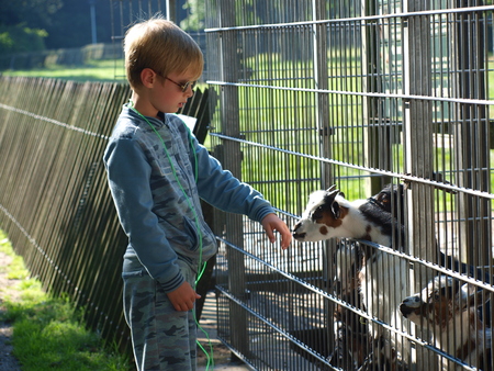 Boy stroking the goats at the zoo, Helmond, Netherlandsのeditorial素材
