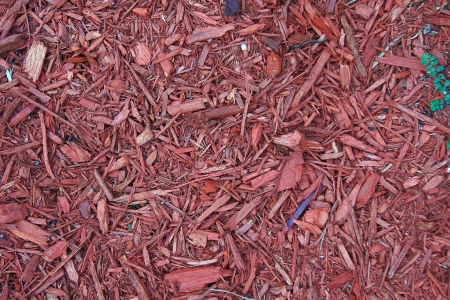 red mulch                     の写真素材