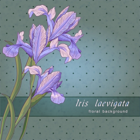 blueflag, colorfol floral templateのイラスト素材