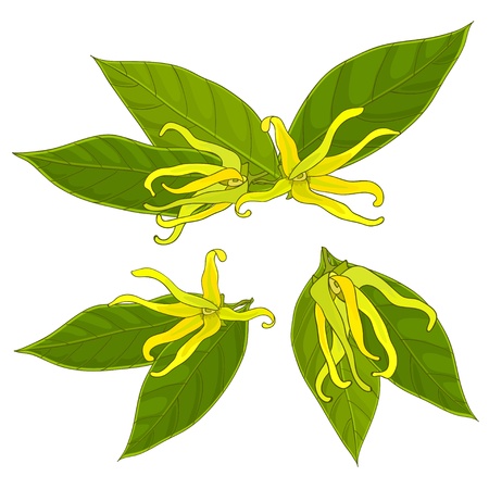 colorful ylang-ylang flowers, isolated, vector illustration, eps10のイラスト素材