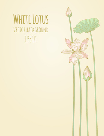 Background with flowers of white lotus. Vector illustration, eps10.のイラスト素材