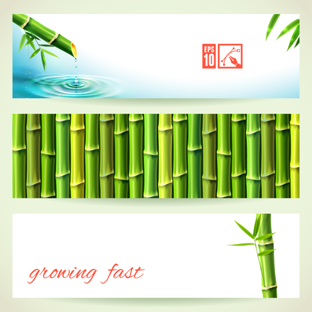 Set of Horizontal Bamboo Banners. Vector illustration, eps10, editable.のイラスト素材