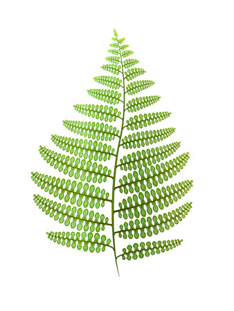 Green fern leaf isolated on white. Vector illustration.のイラスト素材
