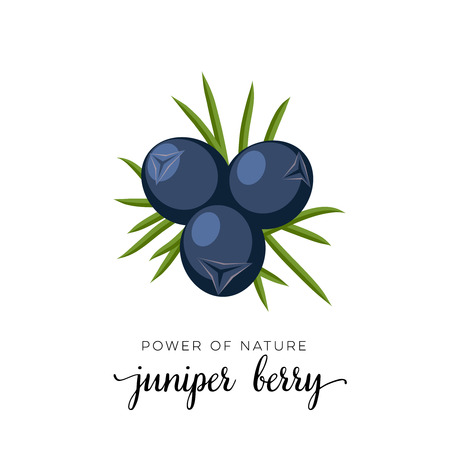 Blue juniper berry flat icon with inscription colorful vector illustration isolated on white.のイラスト素材