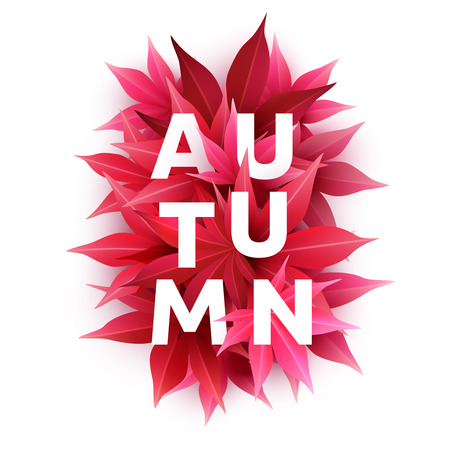Realistic autumn maple leaves with text.のイラスト素材