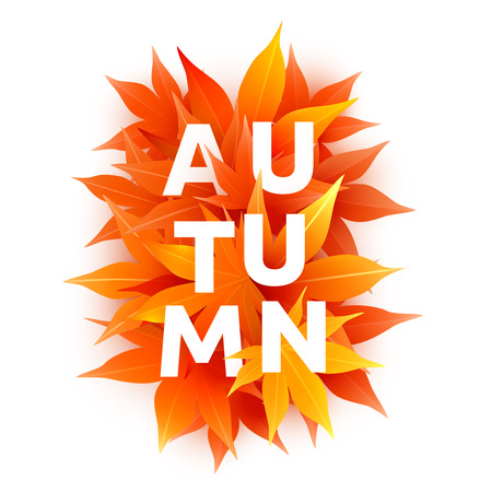 Realistic autumn maple leaves with text.のイラスト素材