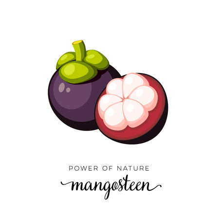 Superfood fruit. Mangosteen fruit. Vector illustration cartoon flat icon isolated on white.のイラスト素材