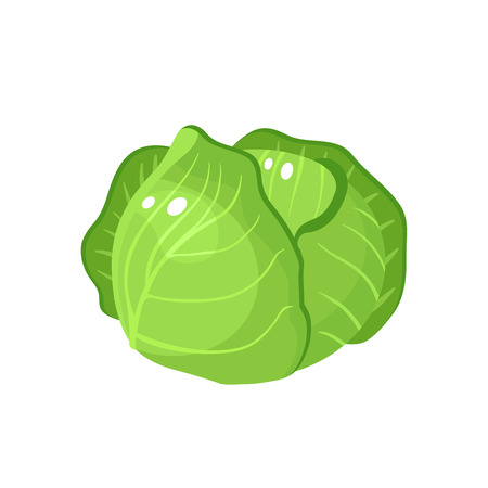 Vegetables. Head of cabbage. Vector illustration cartoon flat icon isolated on white.のイラスト素材
