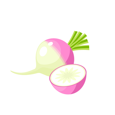 Vegetables. Turnip, whole and half. Vector illustration cartoon flat icon isolated on white.のイラスト素材