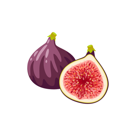 Summer tropical fruits for healthy lifestyle. Fig, purple whole fruit and half. Vector illustration cartoon flat icon isolated on white.のイラスト素材