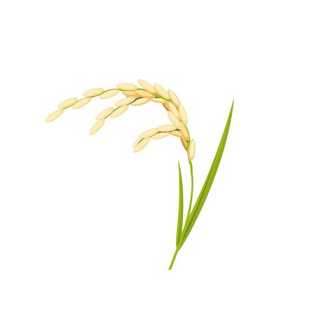Rice spike, stem with leaves isolated on white.のイラスト素材