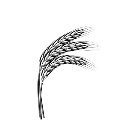 Wheat spike ear isolated on white.のイラスト素材