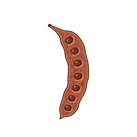 Carob pod bean with seeds. Vector illustration cartoon flat icon isolated on white.のイラスト素材