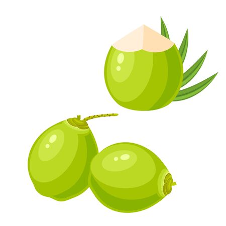 Set of young green coconuts. Vector illustration cartoon flat icon isolated on white.のイラスト素材