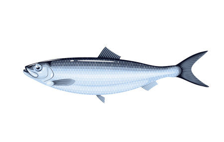 Herring fish. Vector illustration cartoon flat icon isolated on white.のイラスト素材