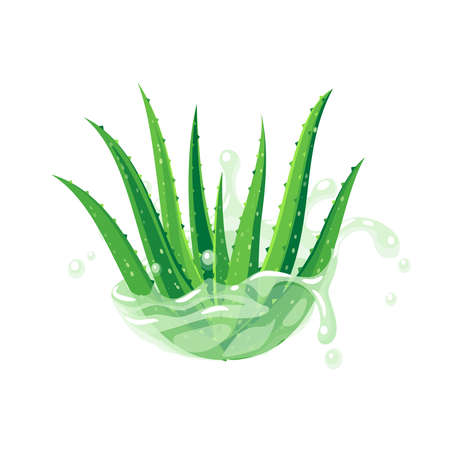 Aloe vera plant in water splash. Skin care product design label packaging template. Vector illustration flat cartoon icon isolated on white background.のイラスト素材