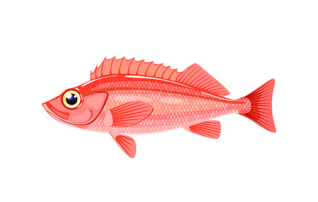 Sea bass fish. Ocean perch.