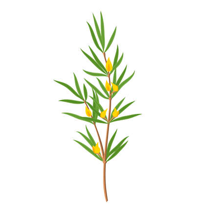Rooibos herb, stem with leaves and flowers. Vector illustration flat cartoon icon isolated on white background.のイラスト素材